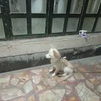 سگ آروم و بی صدا|سگ|شیراز, گلشن|دیوار