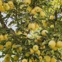 کار در باغ سیب