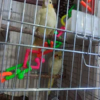 عروس هلندی لوتینو