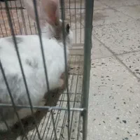 خ ر گگو ش|موش و خرگوش|کوهدشت, |دیوار