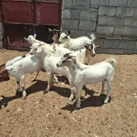 فروش 8عدد کهره نر