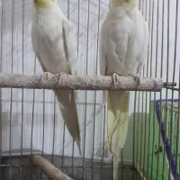 عروس هلندی  لوتینو