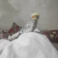 انواع عروس هلندی دست اموز و.  وحشی|پرنده|نقده, |دیوار