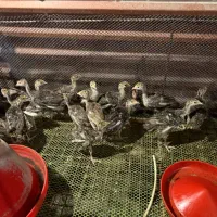 جوجه بوقلمون یک ماهه با تخفیف ویژه و ارسال رایگان