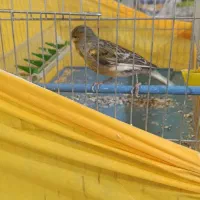 قناری ماده|پرنده|بروجرد, |دیوار