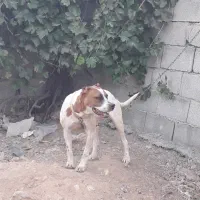 سگ ماده پیت بول ۳ ساله