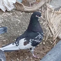 پرنده رنگی|پرنده|شیراز, کوشک میدان|دیوار