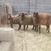 میش بره شیشک