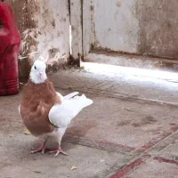 سرحال|پرنده|سبزوار, غرب نیروگاه|دیوار