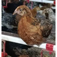 مرغ تخمگذار  جوان و نیمچه جوجه های  دو ماه سه ماه