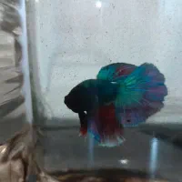 ماهی فایتر|ماهی|سنندج, |دیوار