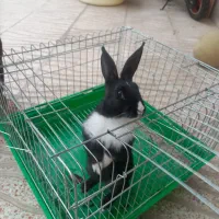 خرگوش بامزه وزبر زرنگ