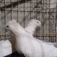 تعدادی کبوتر رنگی|پرنده|امیدیه, |دیوار