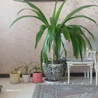 گل عنکبوتی (برگ موزی)