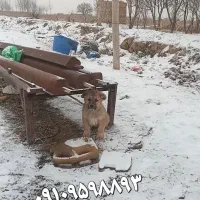 توله الابای نر