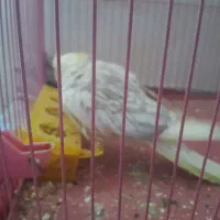 عروس هلندی|پرنده|سنندج, |دیوار