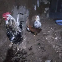 مرغ وخروس