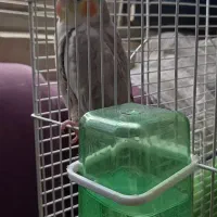 عروس هلندی ماده|پرنده|فردیس, ثابتی|دیوار