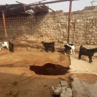 چپش نر ۴ راس