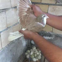 کفتر خوشرنگ سرخ نر بپر