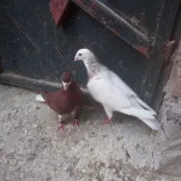 کبوتر|پرنده|شیراز, آزادگان|دیوار
