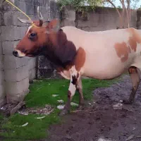 گاو با گوساله نر سیمینتال|حیوانات مزرعه|اسالم, |دیوار