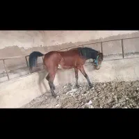 فروش کره نریان دمگیر  آینده دار ۲ سال مال تک بندی