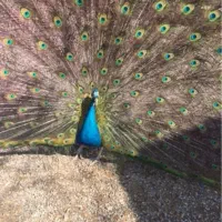 طاووس بالغ و سالم