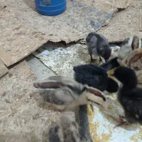 جوجه 13روزه|حیوانات مزرعه|رامشیر, |دیوار