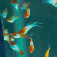 سوارتل کوی آلبینو