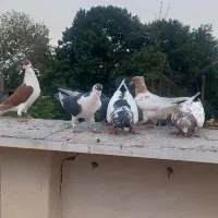 ۶ عدد رنگی پرشی کفتر بوم