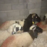 میش شاخی با چند تا کاور آبستن،|حیوانات مزرعه|زرند, |دیوار