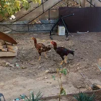 مرغ خروس لاری|حیوانات مزرعه|آبیک, |دیوار