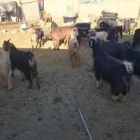 ۴۶راس گیسه بز کهره پازن|حیوانات مزرعه|مرودشت, تخت جمشید|دیوار