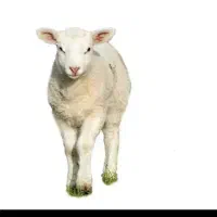 قصاب سیار . ذبح گوسفند