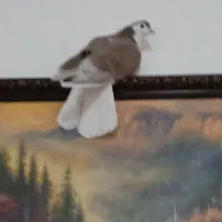 کفتر دمگیر سرخ پشت|پرنده|عسگران, |دیوار