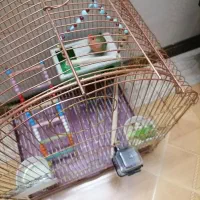 طوطی برزیلی نر