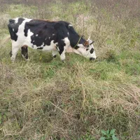 چالوسی گاو با لیشه سیمینتال|حیوانات مزرعه|صومعه‌سرا, |دیوار