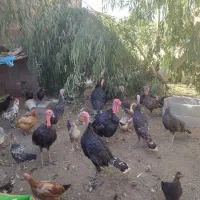 ۵عدد بوقلمون