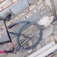 دوچرخه 26 فروشی|دوچرخه، اسکیت، اسکوتر|سیب و سوران, |دیوار