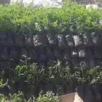 نهال گل محمدی اصل