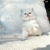 بریتیش نر شجره دار روس با کد خاص رنگی by1233