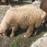 ۴۴رآس میش و بره داشتی ۹تا بره ۲تا نرمیش جوان روزگا