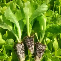 نشا کاهو مهرگان 48