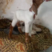 بز نجدی|حیوانات مزرعه|لیکک, |دیوار