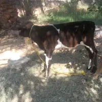 یه گاو وگوساله سیاه وسفیدجرسی