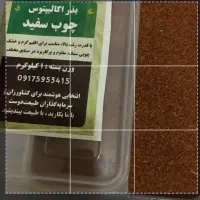بذر اکالیپتوس- چوب سفید