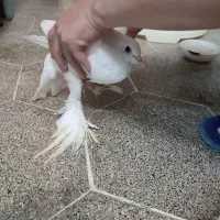 پاپر سفید|پرنده|قم, باجک دو|دیوار