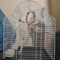 قفس پرنده