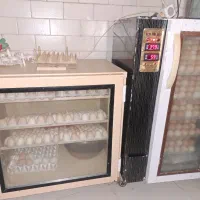 چند عدد دستگاه جوجه کشی اصلی